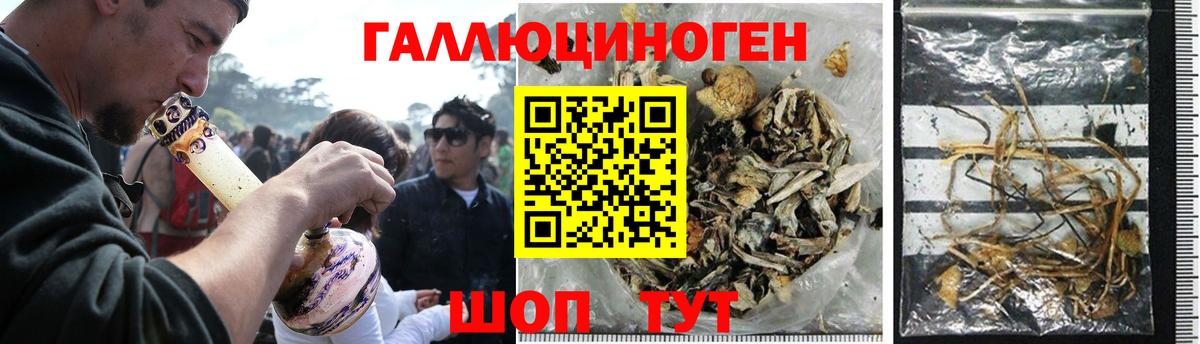 Галлюциногенные грибы Psilocybe Черногорск